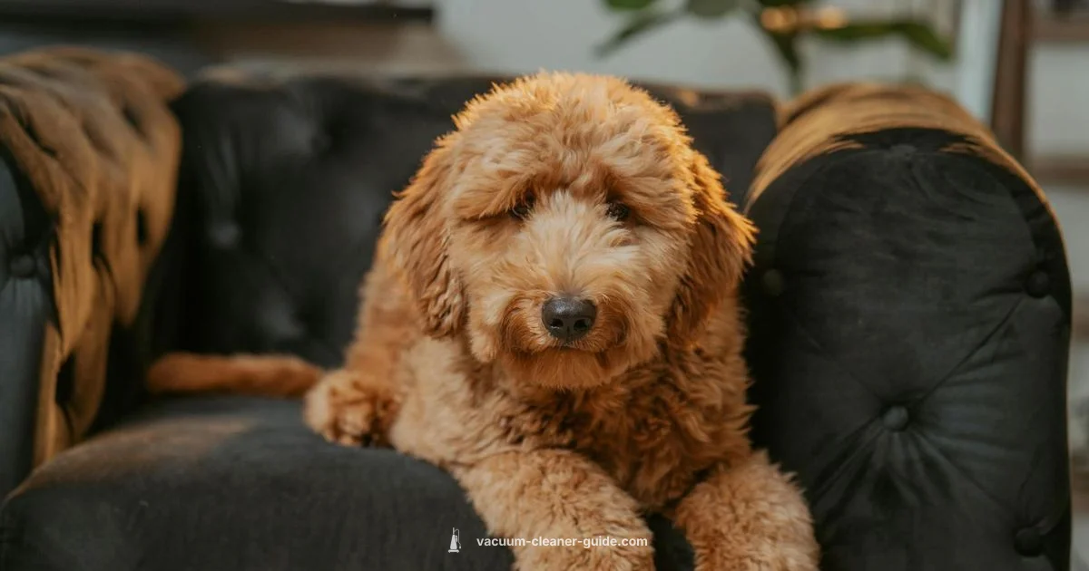 Pet Hair Vacuum Showdown - Vacuum Cleaner Guide