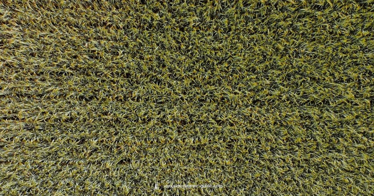 Odor-Free Carpet - Vacuum Cleaner Guide