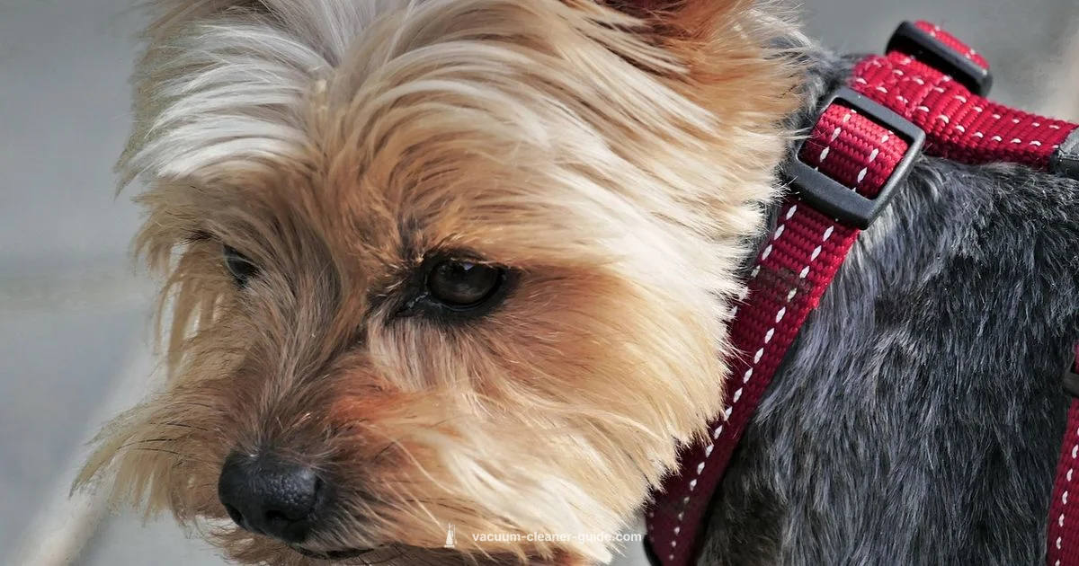 Top Target Vacuums - Vacuum Cleaner Guide