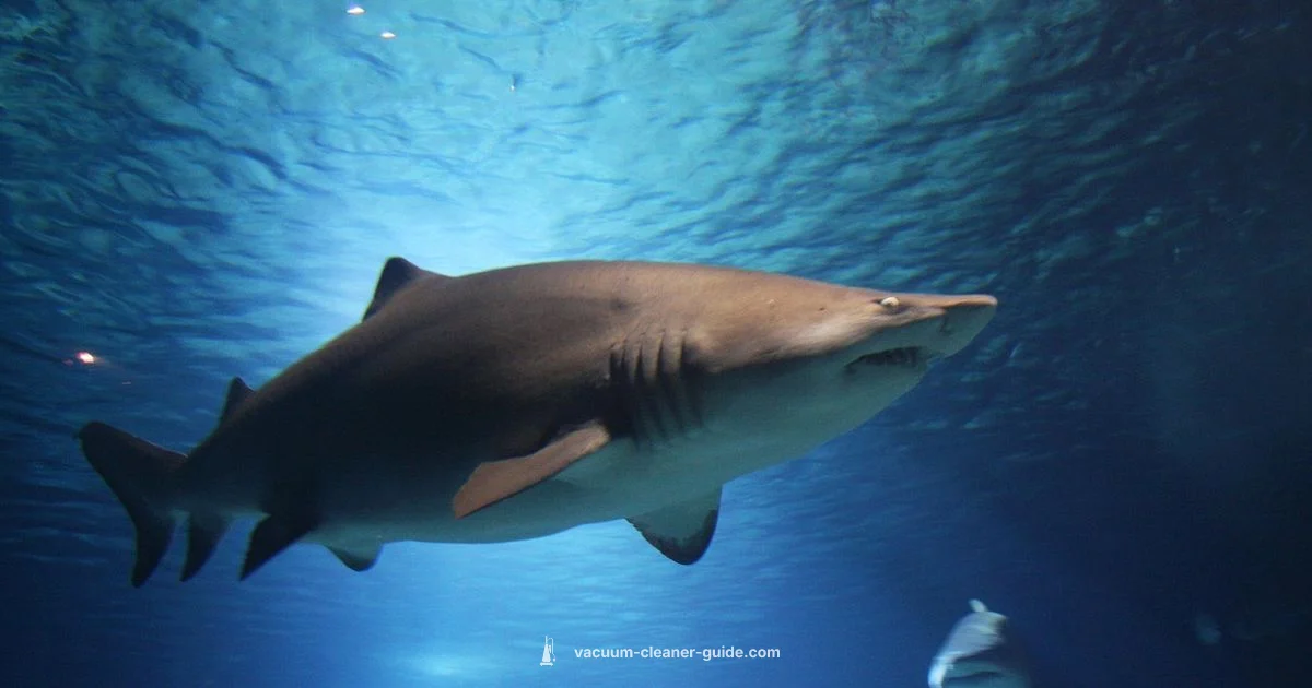 Shark Vacuum Guide - Vacuum Cleaner Guide