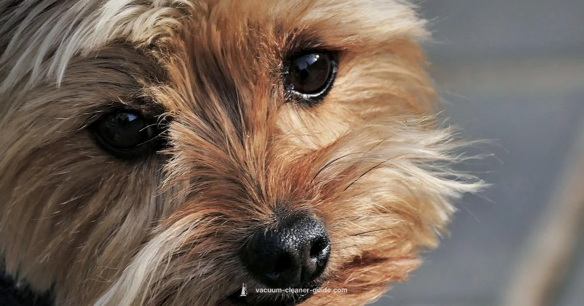 Pet Safe Cleaning - Vacuum Cleaner Guide