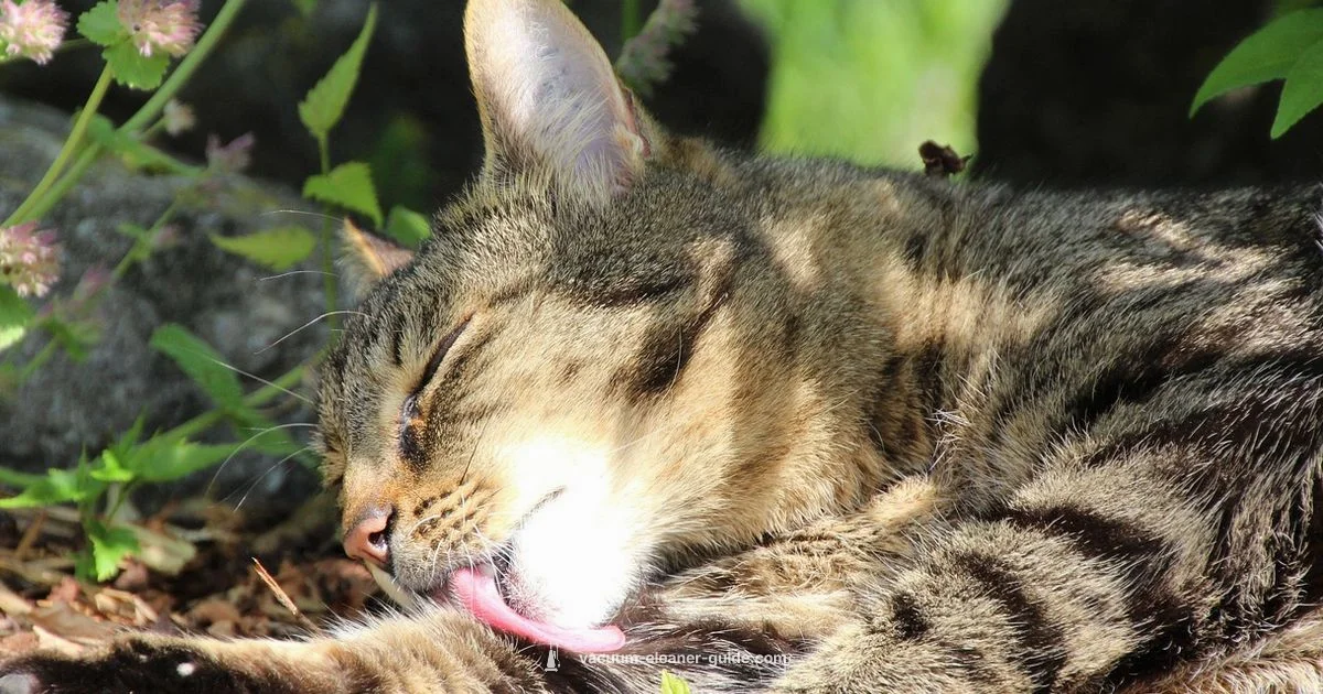 Pet Hair Cleanup - Vacuum Cleaner Guide