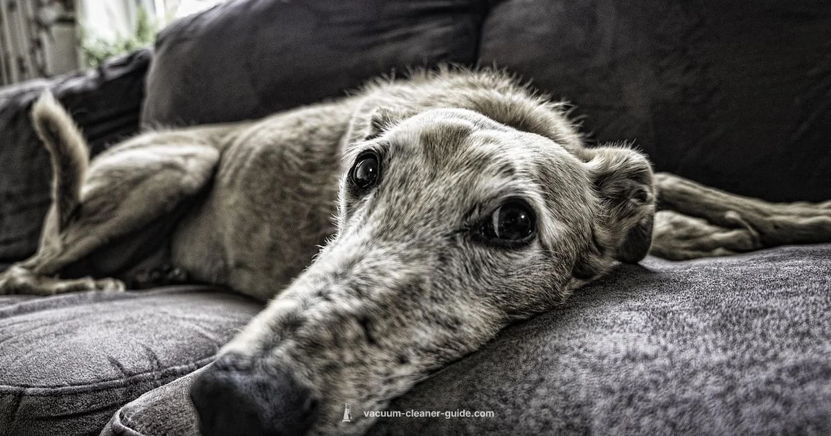 Dyson Animal Vac Review - Vacuum Cleaner Guide