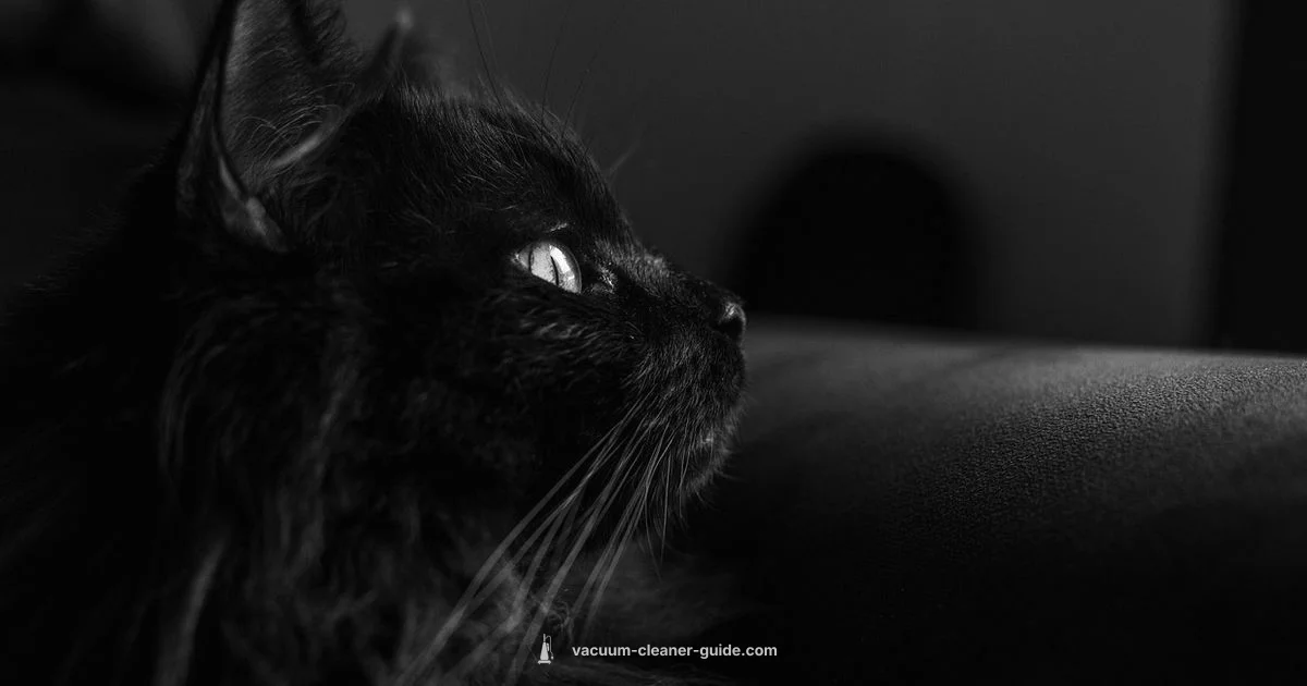 Best Cat Hair Vacuums - Vacuum Cleaner Guide