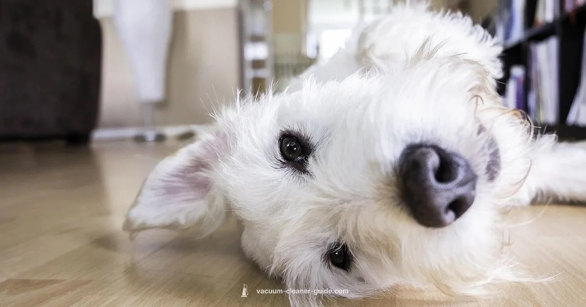 Hair-Friendly Vacuums - Vacuum Cleaner Guide