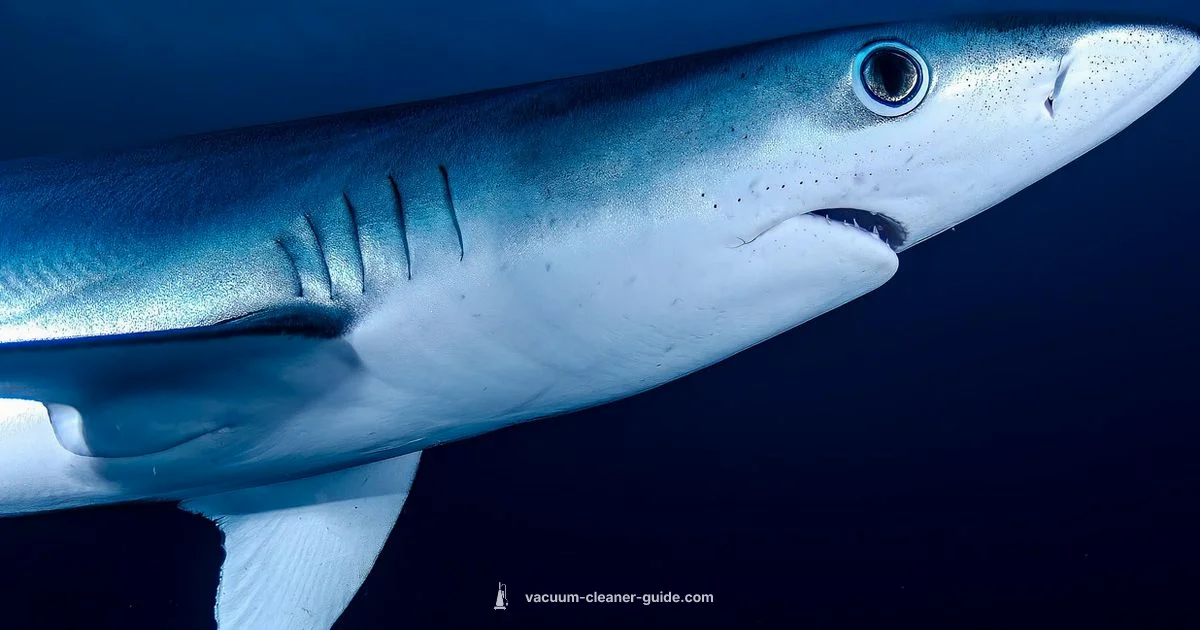 Shark Vacuum Pricing - Vacuum Cleaner Guide