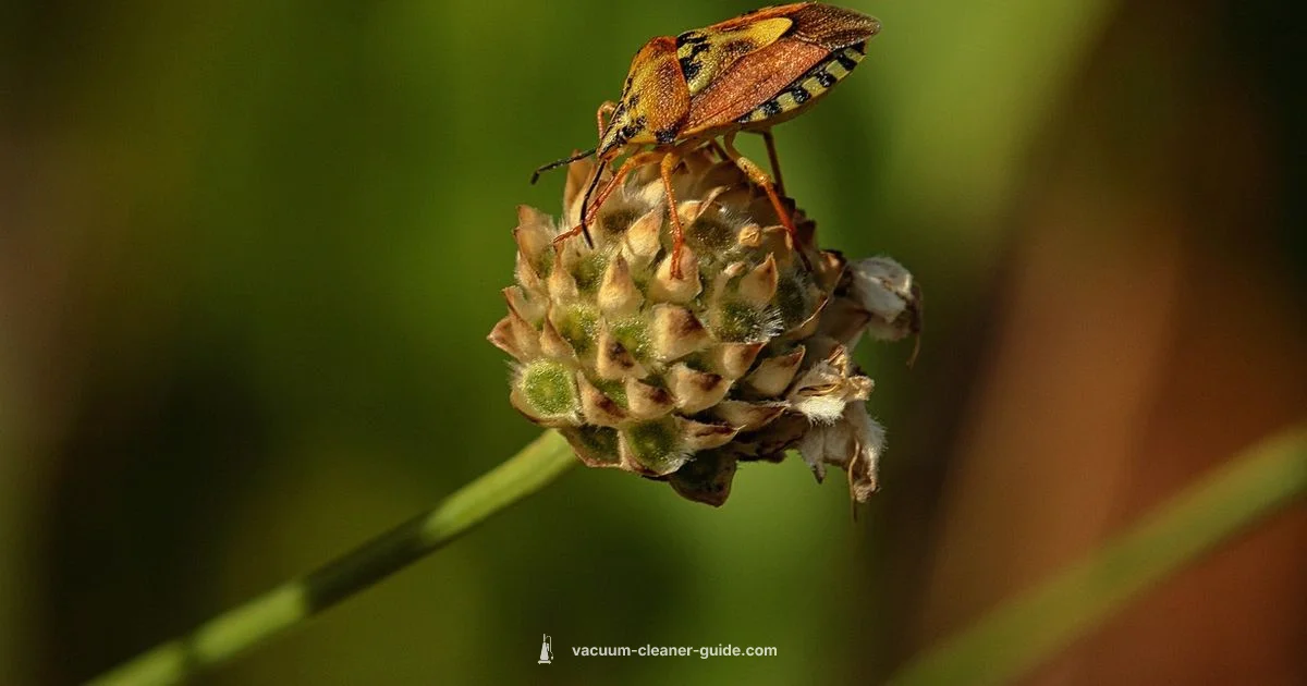 Bed Bug Vacuum Guide - Vacuum Cleaner Guide