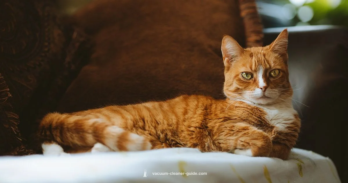 Dyson V10 Animal Review - Vacuum Cleaner Guide