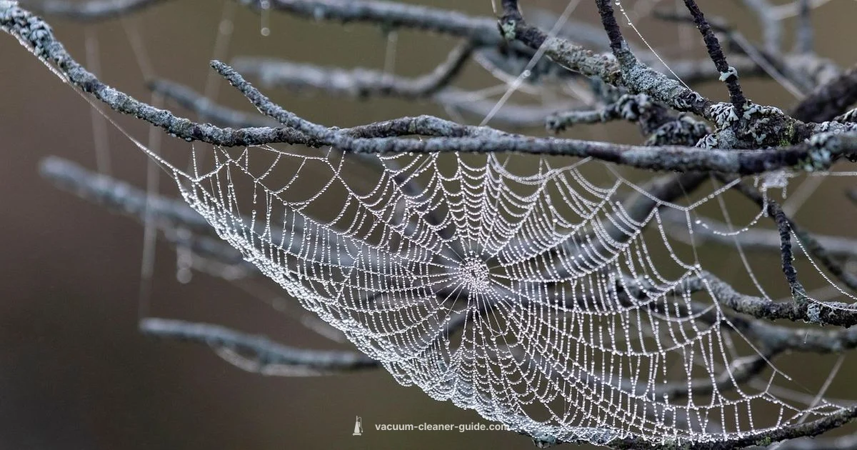 Cobweb Cleanup Guide - Vacuum Cleaner Guide