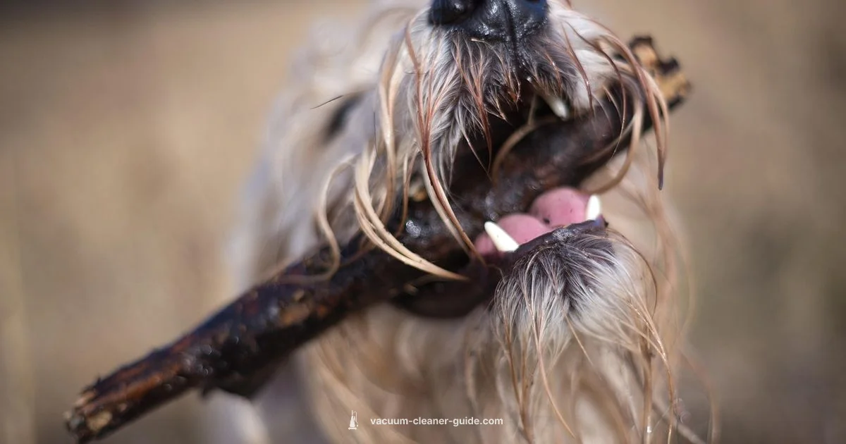 Dog Hair Cleanup - Vacuum Cleaner Guide