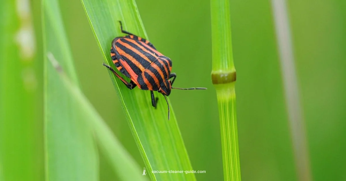 Bug Killing - Vacuum Cleaner Guide