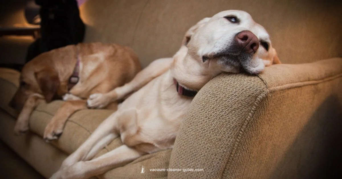 Henry Vacuum Review - Vacuum Cleaner Guide