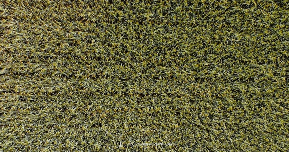 Carpet Cleaning Guide - Vacuum Cleaner Guide