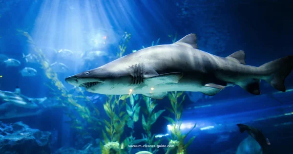 Lift-Away Versatility for Homes - Vacuum Cleaner Guide