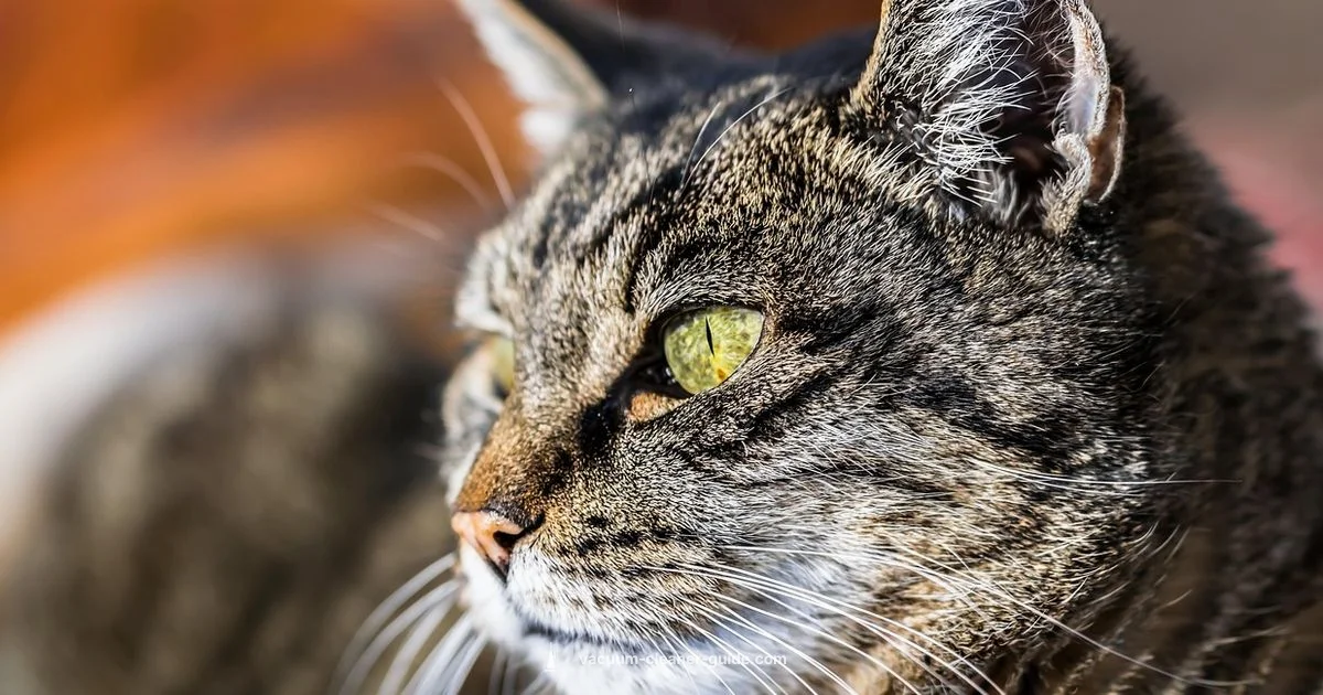 V8 filter care - Vacuum Cleaner Guide