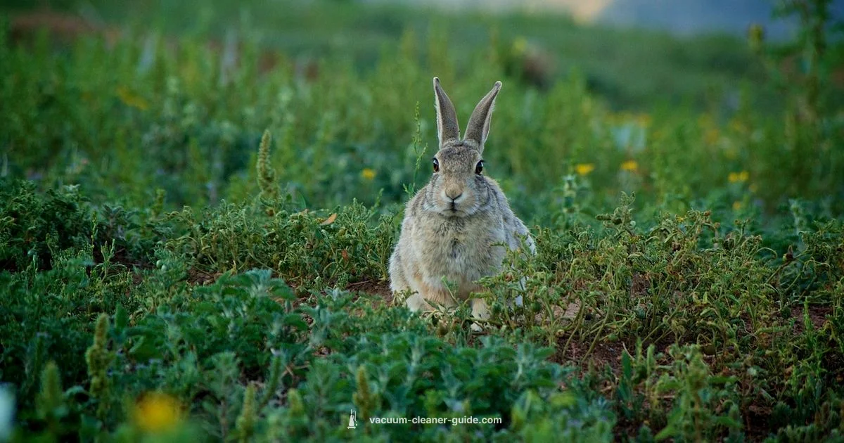 Odor-Free Vacuum - Vacuum Cleaner Guide