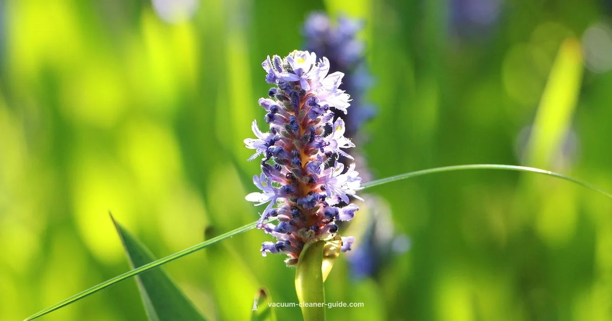 Pond Vacuum Picks - Vacuum Cleaner Guide