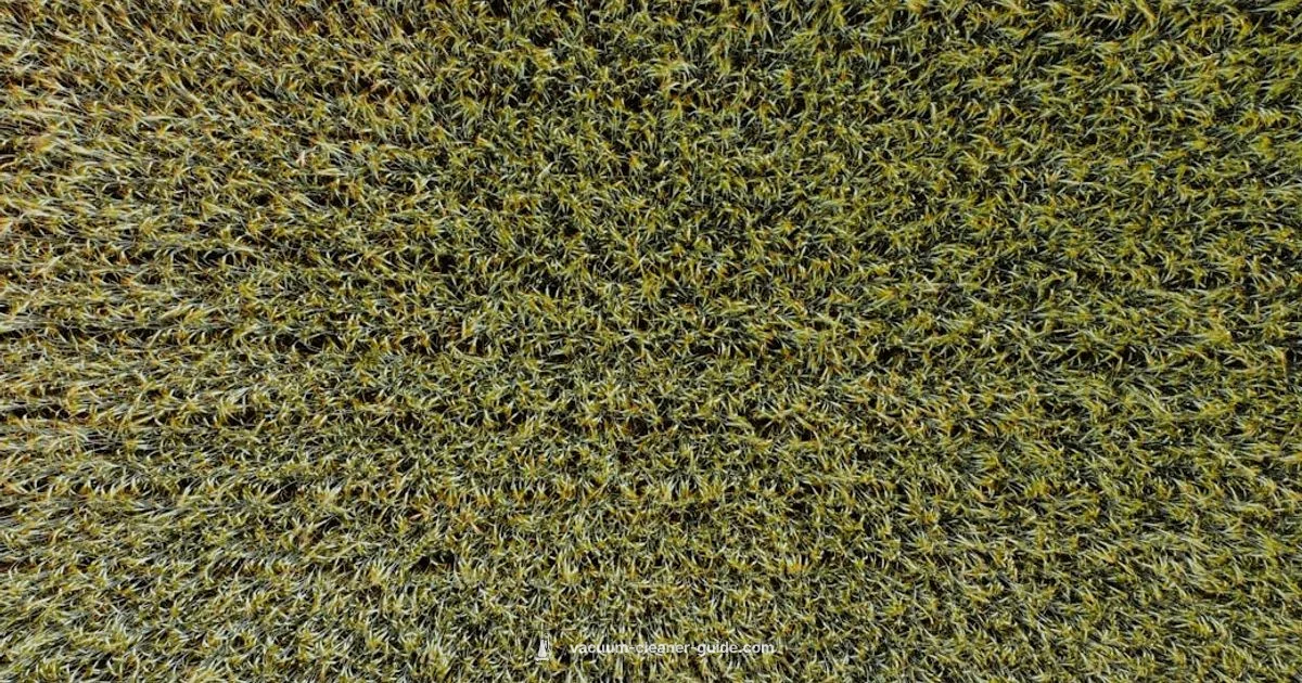 Clean Carpets, Happy Home - Vacuum Cleaner Guide