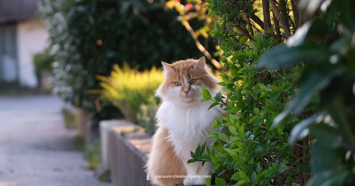 Best Value Vacuums - Vacuum Cleaner Guide