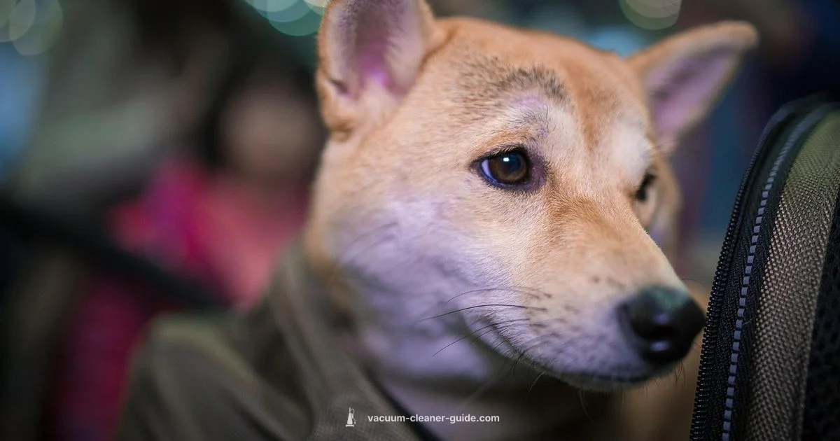 Backpack Vacuum Guide - Vacuum Cleaner Guide