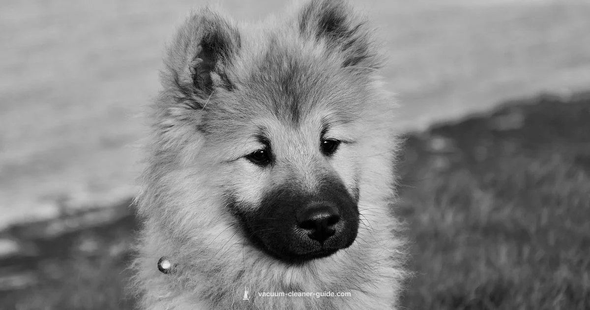 Dog Odor Solution - Vacuum Cleaner Guide