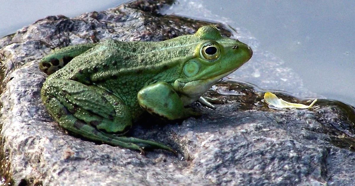 Pond Cleaners - Vacuum Cleaner Guide