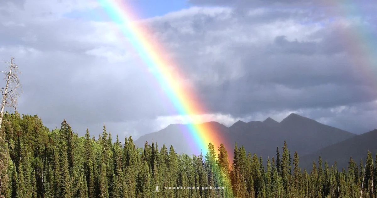 Rainbow vs Dyson - Vacuum Cleaner Guide