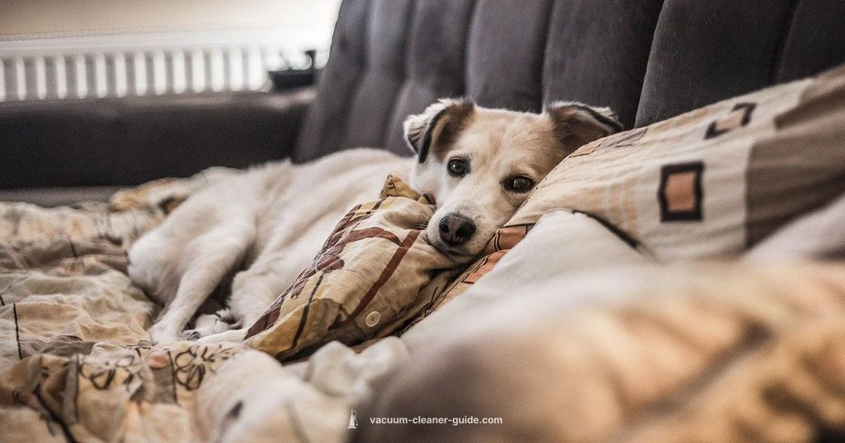 Dog Hair Victory - Vacuum Cleaner Guide