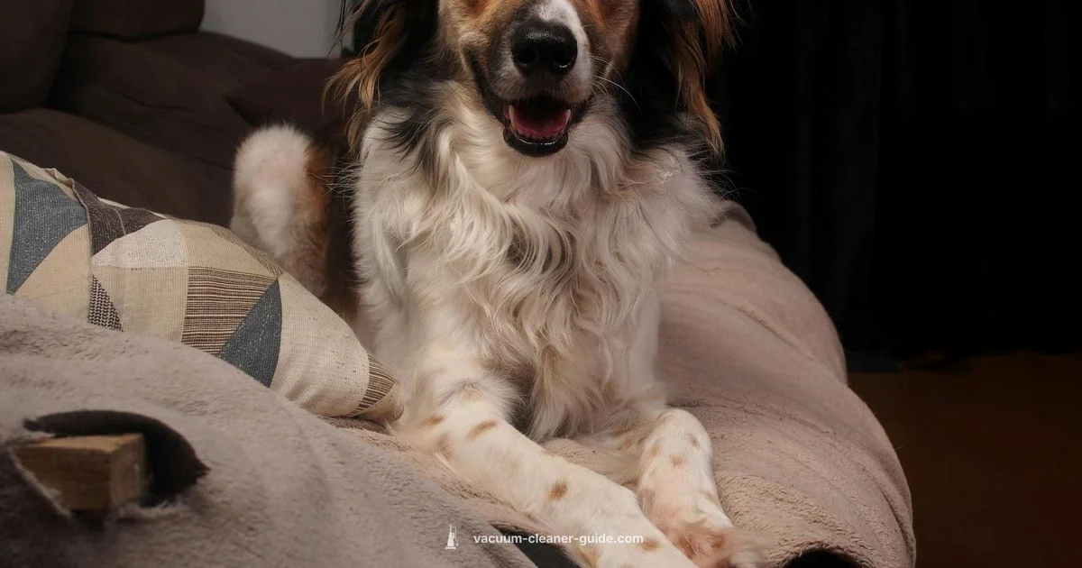 Pet Hair Stick Vacuum - Vacuum Cleaner Guide