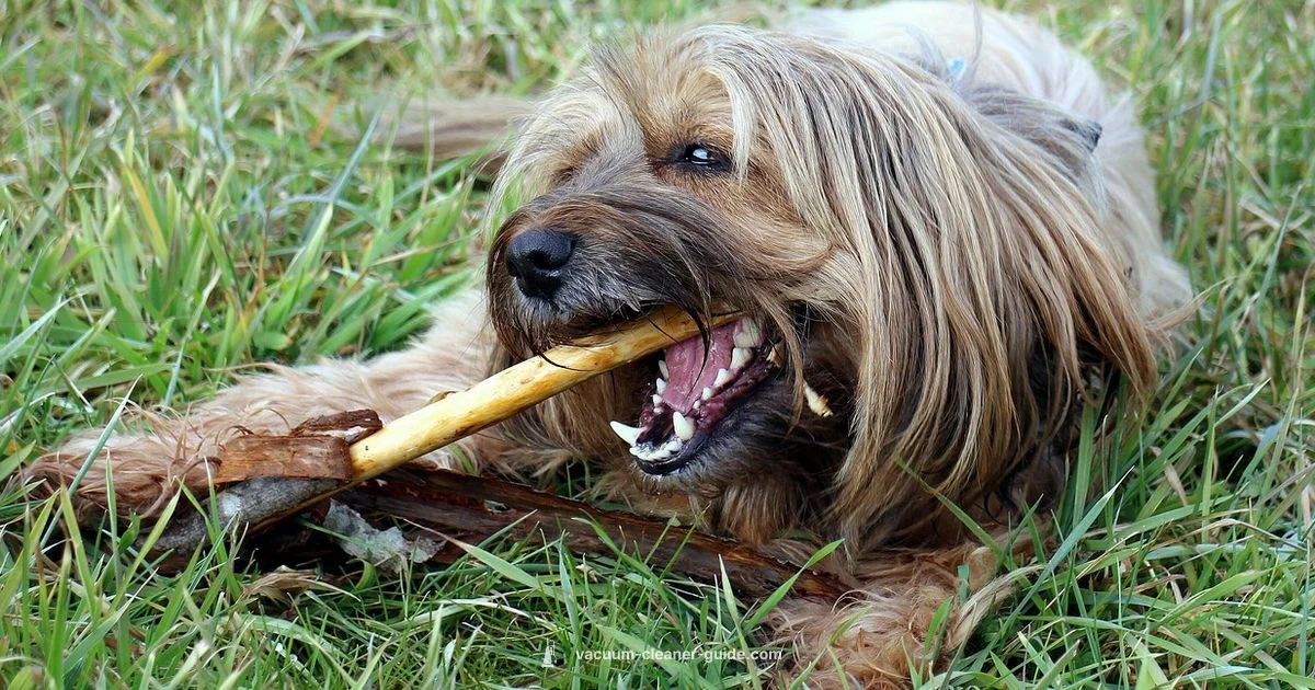 Dog Hair Battle - Vacuum Cleaner Guide