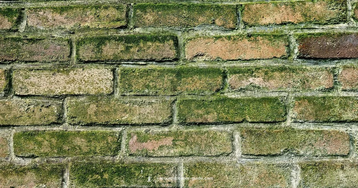 Carpet Mold Cleanup - Vacuum Cleaner Guide