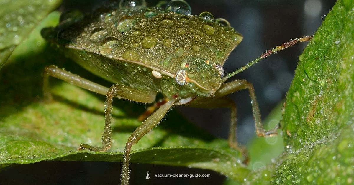 Bed Bug Vacuum Guide - Vacuum Cleaner Guide