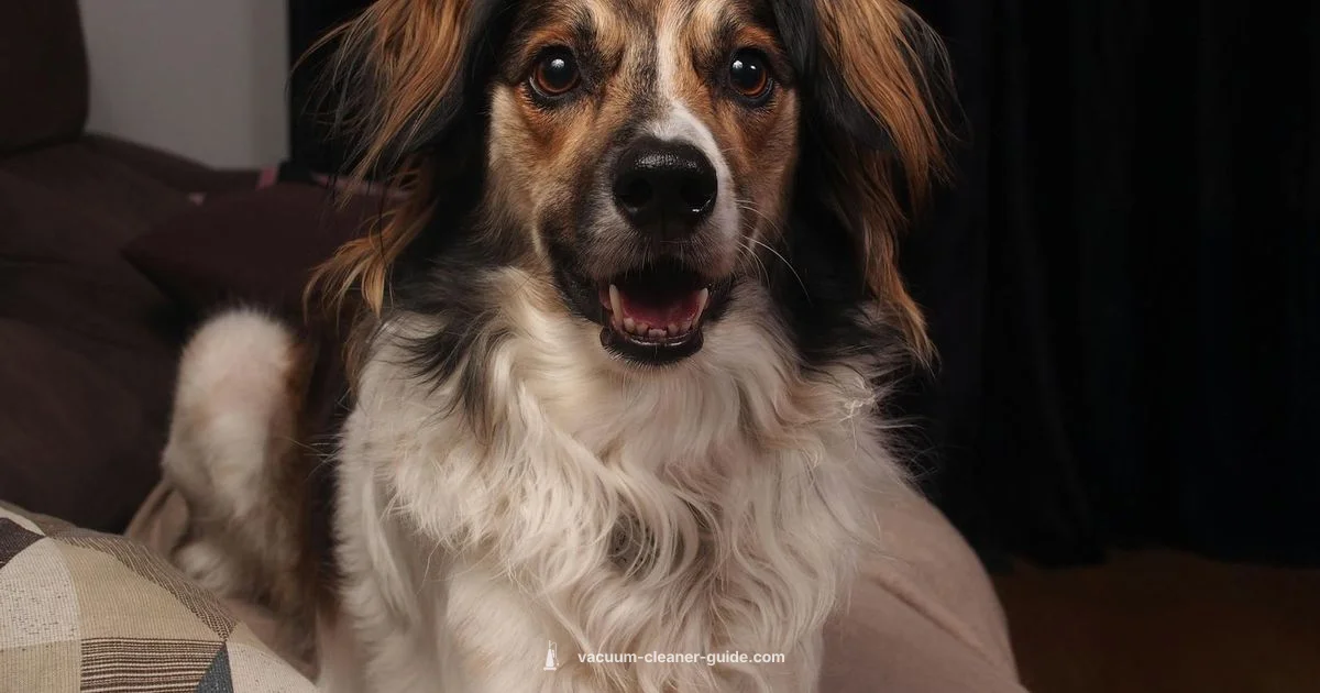 Pet Hair, Dyson Style - Vacuum Cleaner Guide