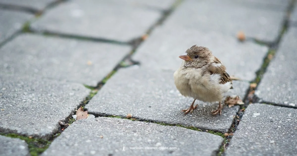 Tile Floor Care - Vacuum Cleaner Guide