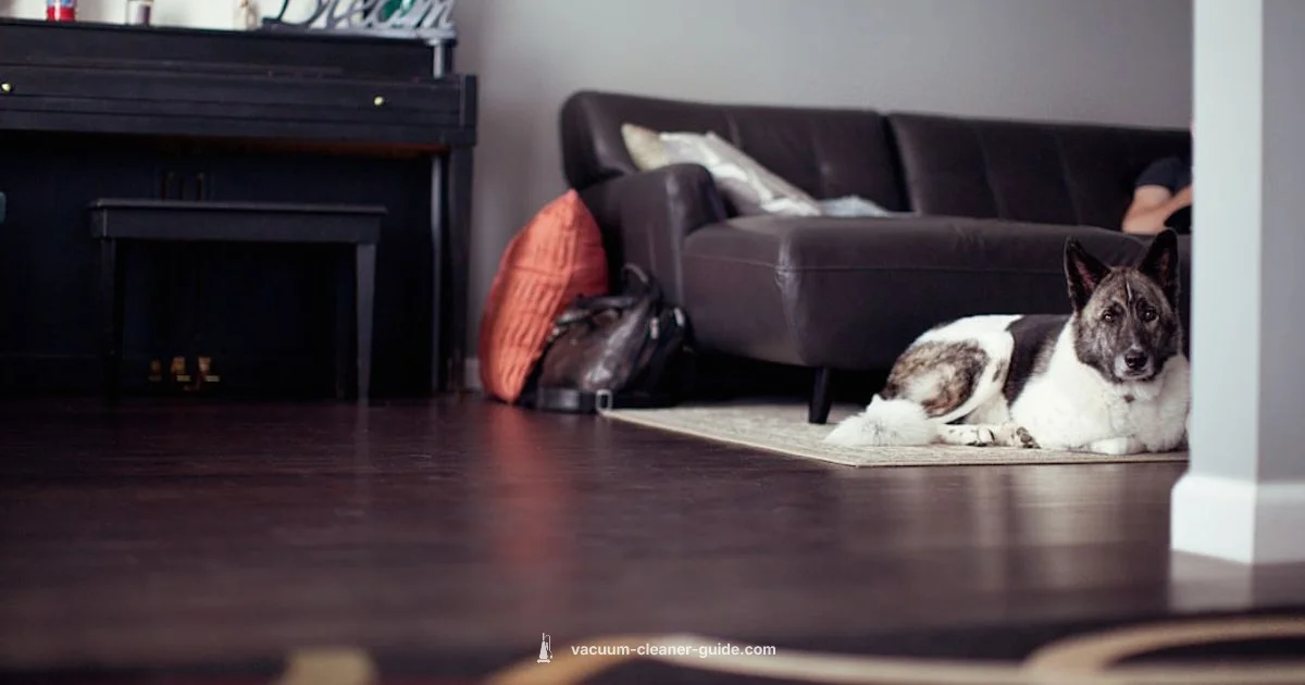 Best Carpet Cleaner - Vacuum Cleaner Guide