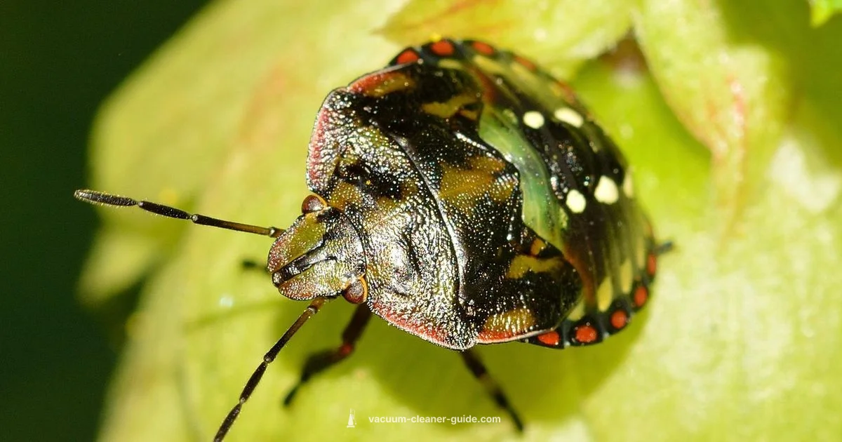 Bed Bug Troubleshooting - Vacuum Cleaner Guide