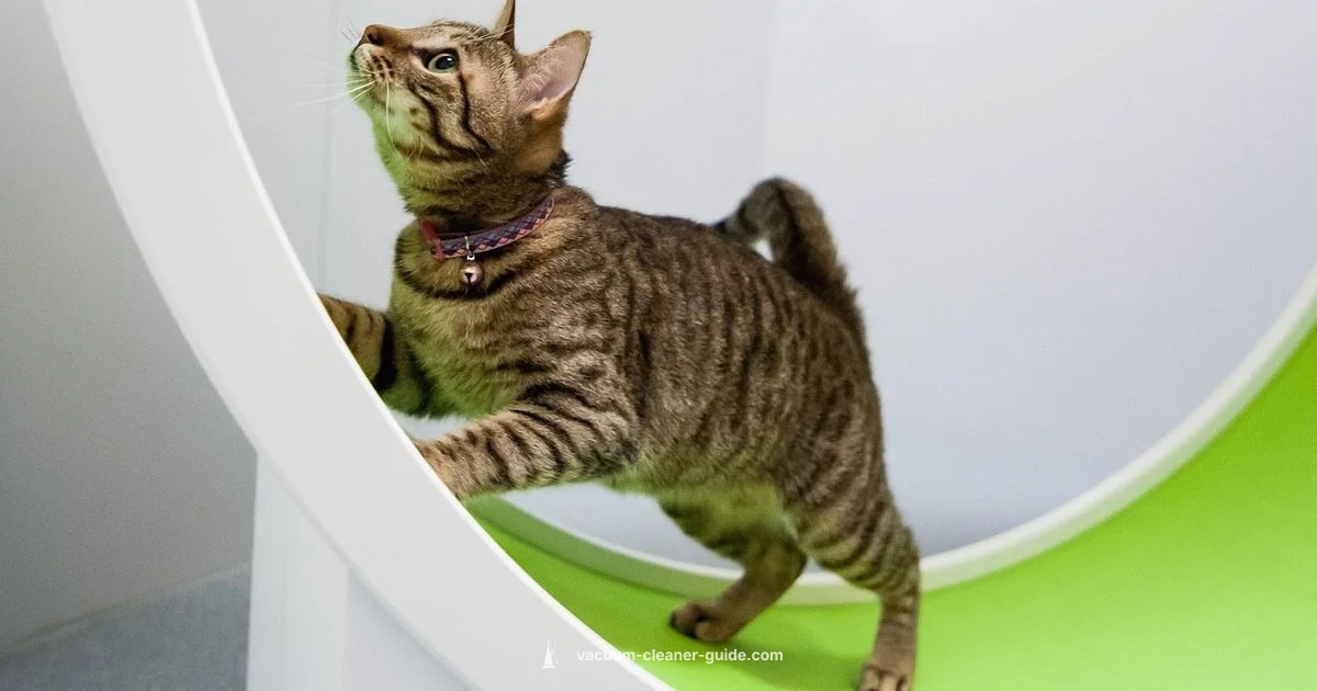 Hello Kitty Vacuum - Vacuum Cleaner Guide