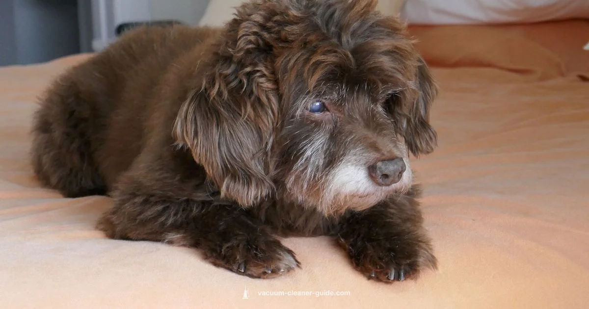 Dog-Friendly Carpet Care - Vacuum Cleaner Guide