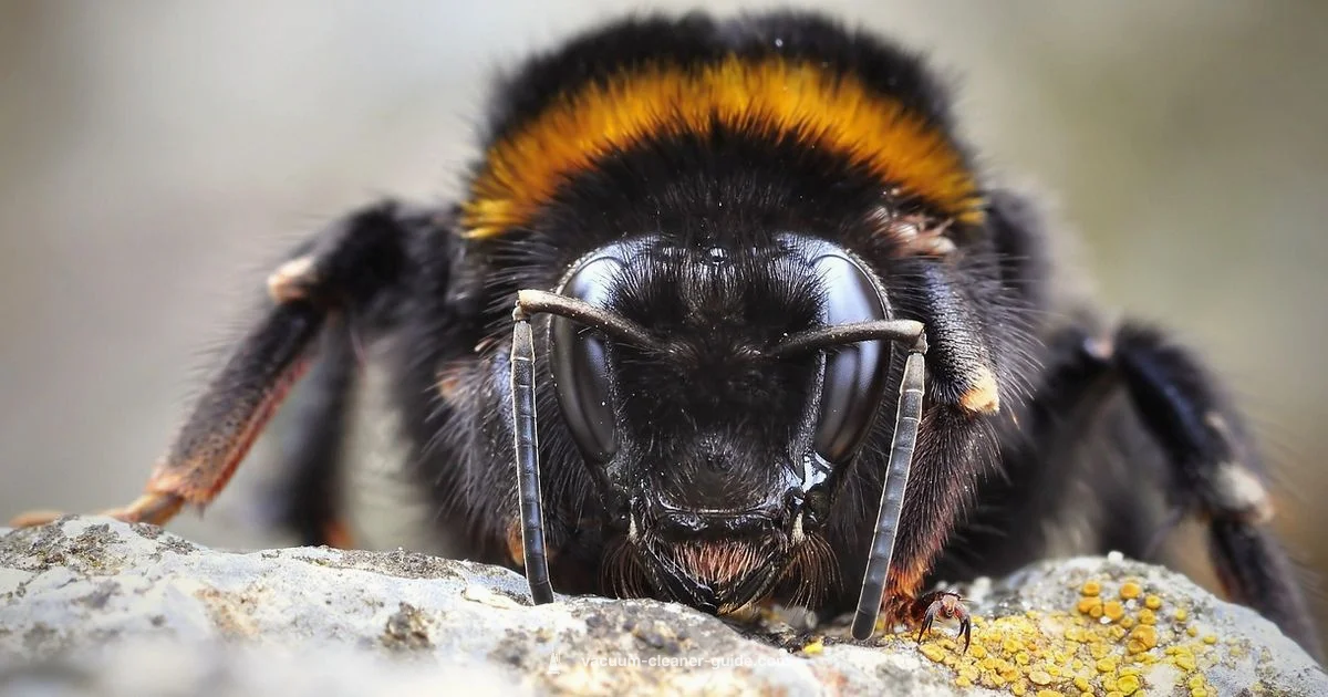 Best Vacuum 2026 - Vacuum Cleaner Guide