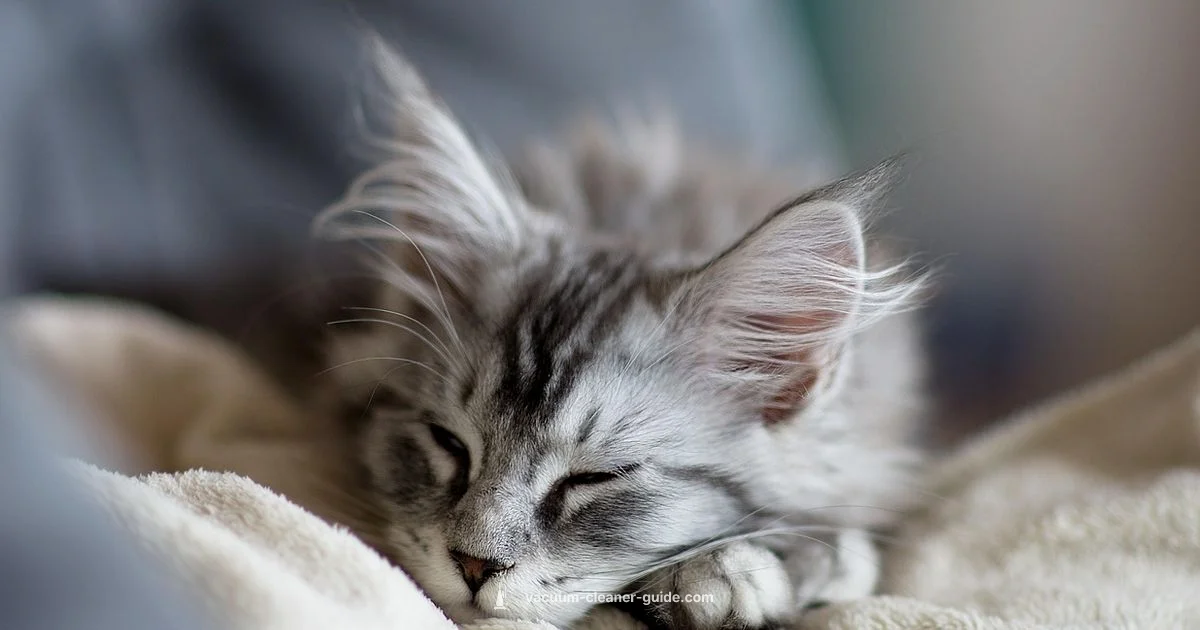 Cat Carpet Care - Vacuum Cleaner Guide