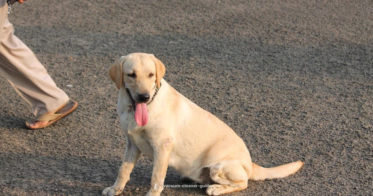 Miele vs Dyson - Vacuum Cleaner Guide